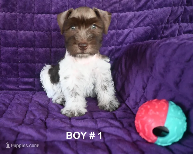 Dude’s  – Miniature Schnauzer puppy for sale in Florida, FL