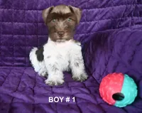 Dude’s , a male Miniature Schnauzer for sale in Florida, FL – 1 of 3