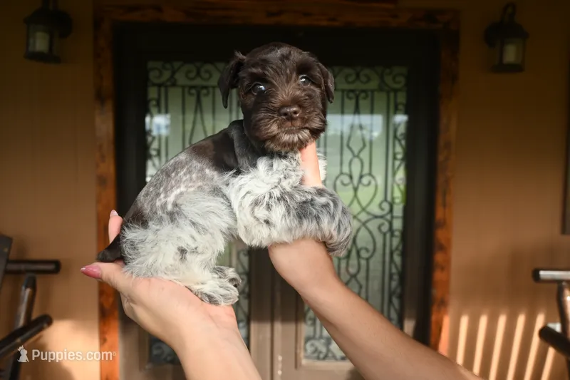 Joy – Miniature Schnauzer puppy for sale in Florida, FL