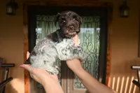 Joy, a female Miniature Schnauzer for sale in Florida, FL – 1 of 2