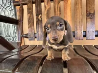 Doris , a female Miniature Dachshund for sale in Florida, FL – 2 of 3