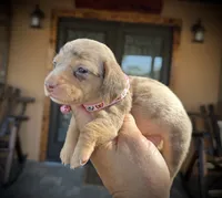 Blossom, a female Miniature Dachshund for sale in Florida, FL – Photo 2 of 2