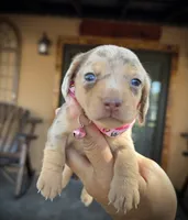 Blossom, a female Miniature Dachshund for sale in Florida, FL – Photo 1 of 2