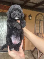 Kiara, a female Miniature Goldendoodle for sale in Florida, FL – 1 of 3