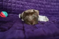 Dude’s , a male Miniature Schnauzer for sale in Florida, FL – 3 of 3