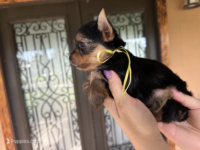 Female 1  – Yorkshire Terrier puppy for sale in Florida, FL