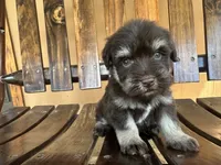 Pepe, a male Miniature Schnauzer for sale in Florida, FL – 2 of 3