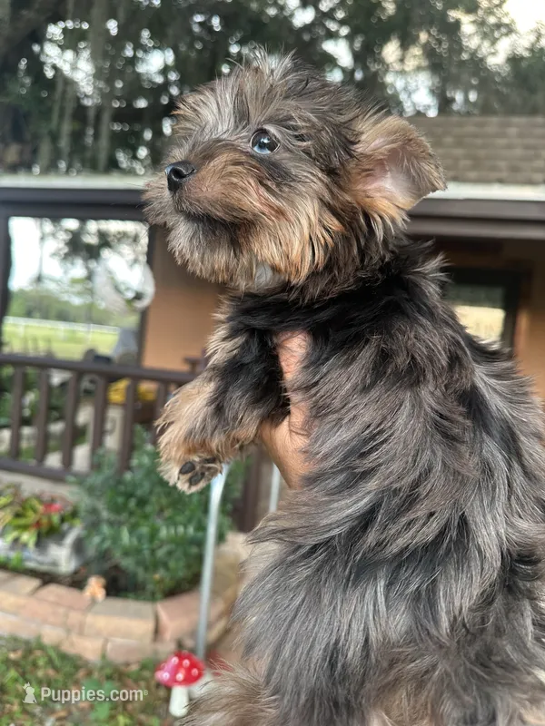 Gigi – Yorkshire Terrier puppy for sale in Florida, FL