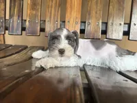Sasha, a female Miniature Schnauzer for sale in Florida, FL – 3 of 3