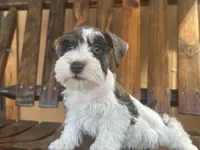 Ginger, a female Miniature Schnauzer for sale in Florida, FL – Photo 3 of 3