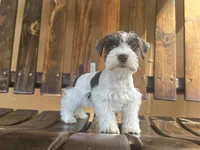 Ginger, a female Miniature Schnauzer for sale in Florida, FL – Photo 1 of 3