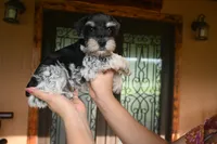 Ronnie, a male Miniature Schnauzer for sale in Florida, FL – 3 of 3