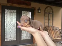 Lulu, a female Miniature Dachshund for sale in Florida, FL – 2 of 3