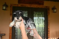 Ronnie, a male Miniature Schnauzer for sale in Florida, FL – 2 of 3