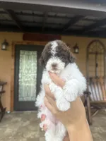 Luna, a female Miniature Goldendoodle for sale in Florida, FL – 3 of 3