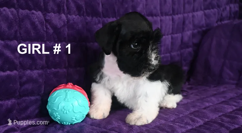 Spice  – Miniature Schnauzer puppy for sale in Florida, FL