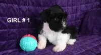 Spice , a female Miniature Schnauzer for sale in Florida, FL – 1 of 2