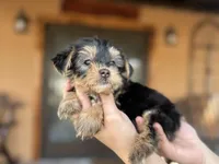 Jessie , a female Yorkshire Terrier for sale in Florida, FL – Photo 1 of 2