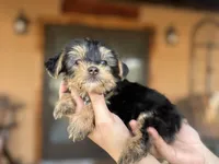 Jessie , a female Yorkshire Terrier for sale in Florida, FL – Photo 2 of 2