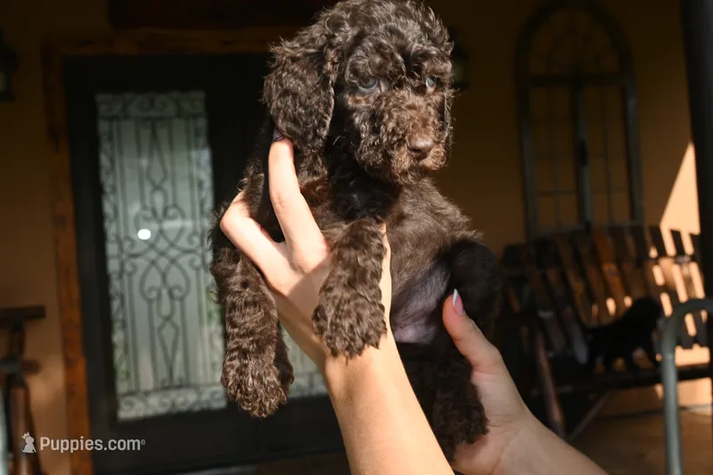 Dino – Goldendoodle puppy for sale in Florida, FL