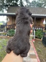 Sugar , a female Miniature Schnauzer for sale in Florida, FL – 3 of 3