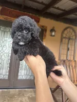 Kiara, a female Miniature Goldendoodle for sale in Florida, FL – 2 of 3