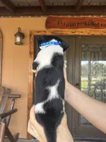 Dozer, a male Chihuahua for sale in Florida, FL – Photo 3 of 3