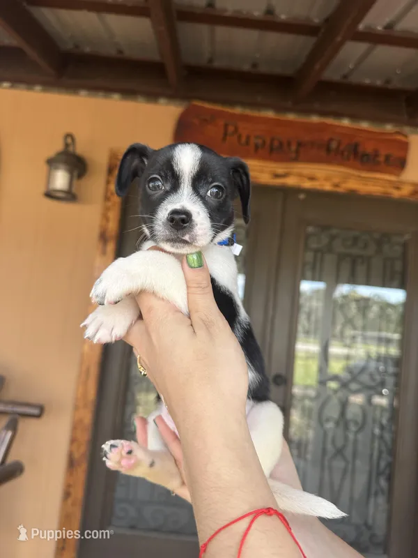 Dozer, a male Chihuahua for sale in Florida, FL – Photo 1 of 3