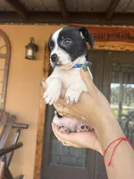 Dozer, a male Chihuahua for sale in Florida, FL – Photo 2 of 3