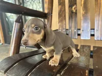 Pinocchio , a male Miniature Dachshund for sale in Florida, FL – 2 of 3