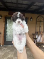 Luna, a female Miniature Goldendoodle for sale in Florida, FL – 2 of 3