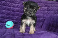Zoey , a female Yorkshire Terrier for sale in Florida, FL – 1 of 1