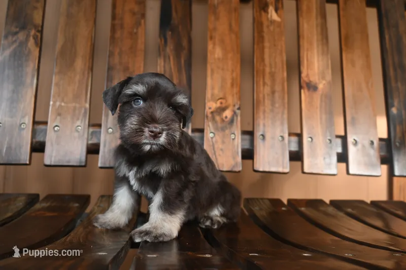 Pepe – Miniature Schnauzer puppy for sale in Florida, FL
