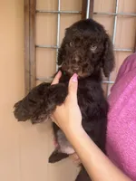 Cocoa , a female Goldendoodle for sale in Florida, FL – 3 of 3