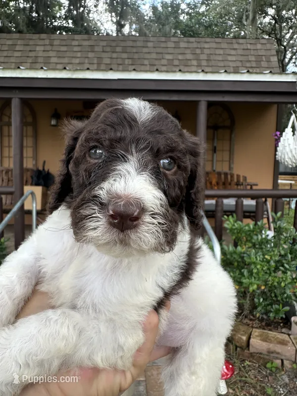 Cookie – Goldendoodle puppy for sale in Florida, FL