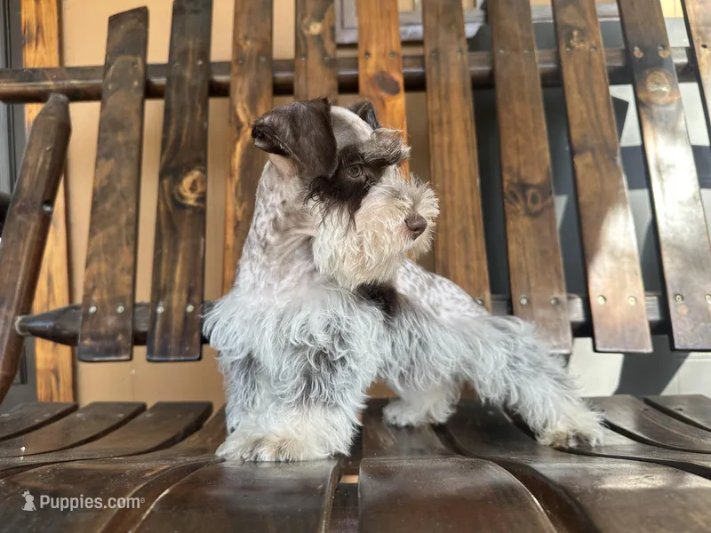 RICHIE – Miniature Schnauzer puppy for sale in Florida, FL