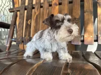 RICHIE, a male Miniature Schnauzer for sale in Florida, FL – Photo 2 of 4
