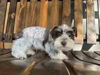 RICHIE, a male Miniature Schnauzer for sale in Florida, FL – Photo 4 of 4