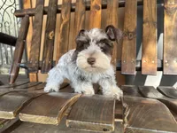RICHIE, a male Miniature Schnauzer for sale in Florida, FL – Photo 3 of 4