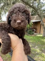 Dino, a male Goldendoodle for sale in Florida, FL – 1 of 2