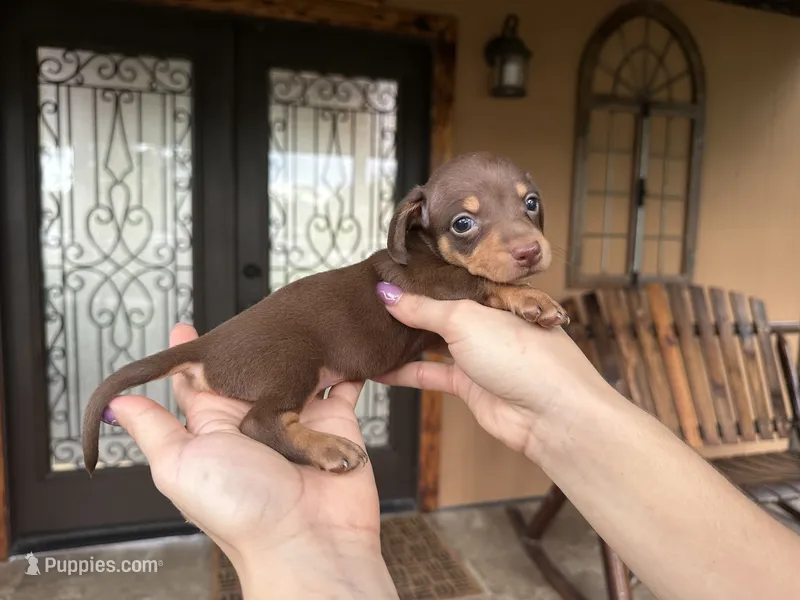 Reese’s  – Miniature Dachshund puppy for sale in Florida, FL