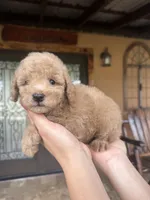 Buddy , a male Miniature Goldendoodle for sale in Florida, FL – 3 of 3