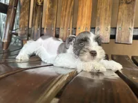 Sasha, a female Miniature Schnauzer for sale in Florida, FL – 2 of 3
