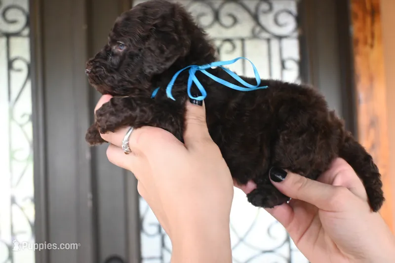 Blacky – Goldendoodle puppy for sale in Florida, FL