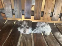 Oreo, a male Miniature Schnauzer for sale in Florida, FL – Photo 3 of 3