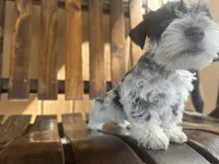 Oreo, a male Miniature Schnauzer for sale in Florida, FL – Photo 1 of 3