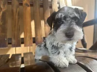 Oreo, a male Miniature Schnauzer for sale in Florida, FL – Photo 2 of 3