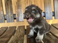 Pepe, a male Miniature Schnauzer for sale in Florida, FL – 3 of 3