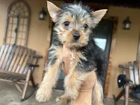 Lola, a female Yorkshire Terrier for sale in Florida, FL – 1 of 3
