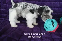 Dozer, a male Miniature Schnauzer for sale in Florida, FL – 2 of 2